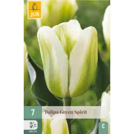 Bulb de flori Lalea Verde Spirit 7 buc JUB