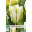 Bulb de flori Lalea Verde Spirit 7 buc JUB