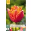 Bulb de flori Lalea Papagal uimitor 7 bucăți JUB