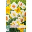 Bulb Narcisă Dubbel/Double Mix 5 bucăți JUB