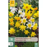 Bulb narcisă amestec botanic 10 buc