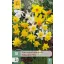 Bulb narcisă amestec botanic 10 buc