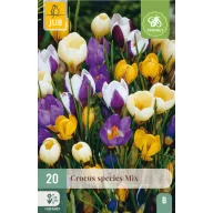 Bulbi de flori Crocus Amestec de specii 20 buc JUB