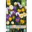 Bulbi de flori Crocus Amestec de specii 20 buc JUB