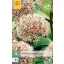 Bulb înflorit Ceapă ornamentală Karataviense 5 buc JUB