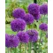 Bulb de flori Ornamental Ceapă Purple Sensation 5 buc