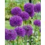 Bulb de flori Ornamental Ceapă Purple Sensation 5 buc