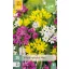 Bulb Ornamental Ceapă Specii Mix 25 buc JUB
