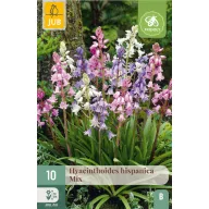 Bulb de flori Spanish bluebell Hispanica Mix 10 bucăți JUB