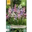 Bulb de flori Spanish bluebell Hispanica Mix 10 bucăți JUB