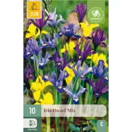 Bulbi de floare Iris Dwarf Mix 10 buc JUB