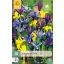 Bulbi de floare Iris Dwarf Mix 10 buc JUB