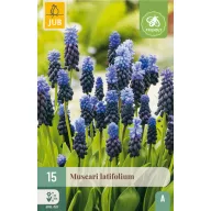   Bulbi de flori Mușcari cu frunze late (Muscari latifolium) 15 buc JUB