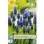 Bulbi de flori Mușcari cu frunze late (Muscari latifolium) 15 buc JUB