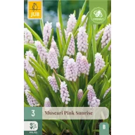 Bulbi de Muscari Gyöngyike (Muscari) Pink Sunrise 3 buc JUB