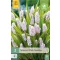 Bulbi de Muscari Gyöngyike (Muscari) Pink Sunrise 3 buc JUB