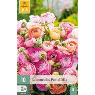 Bulbi de flori Boglárka (Ranunculus) Pastel Mix 10 buc JUB
