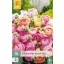 Bulbi de flori Boglárka (Ranunculus) Pastel Mix 10 buc JUB
