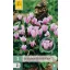 Bulb de ciclamă (Cyclamen hederifolium) 2 buc. JUB