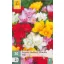 Bulbi de flori Frezie Dublu/Double Mix 20 buc JUB
