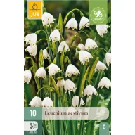 Bulb de floare Nyári tőzike (Leucojum aestivum) 10 buc JUB