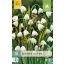 Bulb de floare Nyári tőzike (Leucojum aestivum) 10 buc JUB
