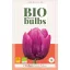 Bulbi de flori BIO Lalea Purple Prince 7 buc JUB