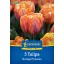 Floare Bulb Lalea Orange Princess 5 buc Kiepenkerl