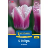 Bulb de flori Lalea Siesta Kiepenkerl 5 buc