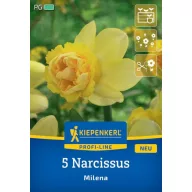 Bulb Narcisa Milena Kiepenkerl 5 buc
