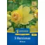 Bulb Narcisa Milena Kiepenkerl 5 buc