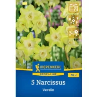 Bulb Narcisa Verdin Kiepenkerl 5 buc