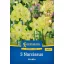 Bulb Narcisa Verdin Kiepenkerl 5 buc