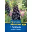 Bulb de flori Fritillaria Purple Favourite Kiepenkerl 1 buc