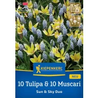   Bulb Mix 10 Lalele & 10 Muscari Sun and Sky Duo Kiepenkerl 20 buc