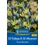 Bulb Mix 10 Lalele & 10 Muscari Sun and Sky Duo Kiepenkerl 20 buc