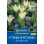 Amestec de bulbi de flori 4 lalele & 8 crocus Duo de primăvară Kiepenkerl 12 buc