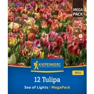   Bulbi de lalea "Sea of Lights" Megapack Kiepenkerl 12 buc