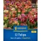 Bulbi de lalea "Sea of Lights" Megapack Kiepenkerl 12 buc
