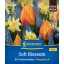 Bulb Tulip-Tulip amestec Soft Blossom Megapack Kiepenkerl 25 buc