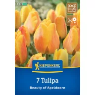   Bulb de flori Lalele Frumusețe de Apeldoorn Kiepenkerl 7 buc