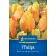 Bulb de flori Lalele Frumusețe de Apeldoorn Kiepenkerl 7 buc