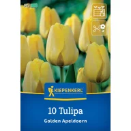 Bulb de flori Lalea de aur Apeldoorn Kiepenkerl 10 buc