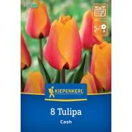 Bulb de flori Lalea Cash Kiepenkerl 8 buc