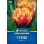 Bulb de flori Lalele Golddust Kiepenkerl 7 buc