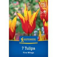 Bulbi de flori Lalea Aripi de foc Kiepenkerl 7 buc