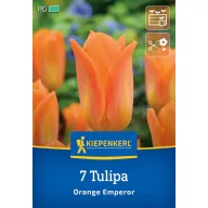 Bulb de flori Lalea Portocaliu Împărat Kiepenkerl 7 buc