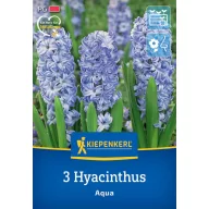 Bulbi de flori Jasmine Aqua Kiepenkerl 3 buc