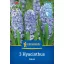 Bulbi de flori Jasmine Aqua Kiepenkerl 3 buc