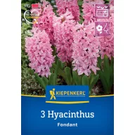 Bulb de flori Jacinth Fondant Kiepenkerl 3 bucăți